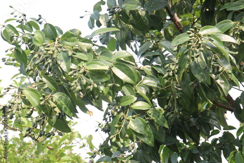 Vászonkép Cinnamomum tamala berries on tree in farm