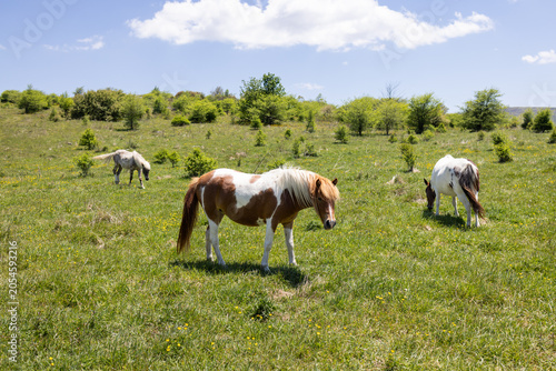 Wild Ponies Grazing at Mount Rogers in Virginia