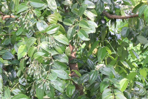 Cinnamomum tamala berries on tree in farm