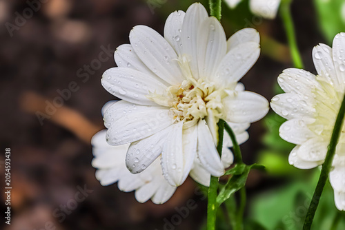 Foto Delicate white daisy petals glistening with fresh morning dew drops