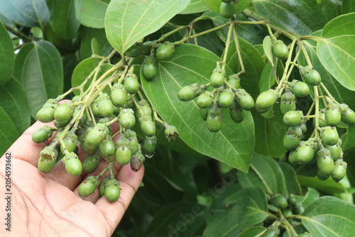 Cinnamomum tamala berries on tree in farm