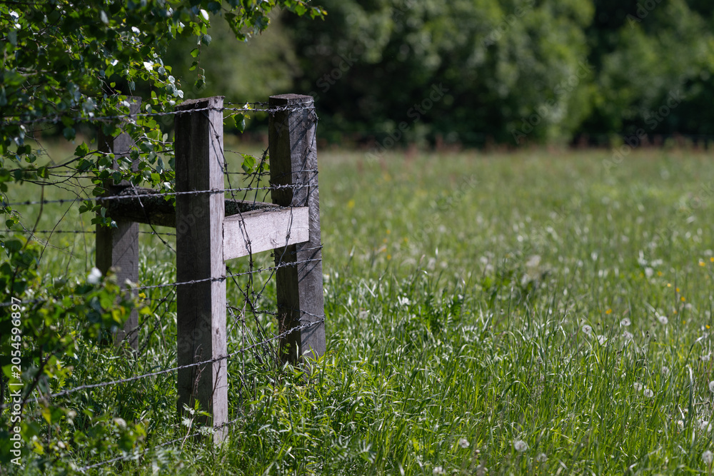 Obraz premium Weathered wooden fence post in sunlit meadow with green foliage
