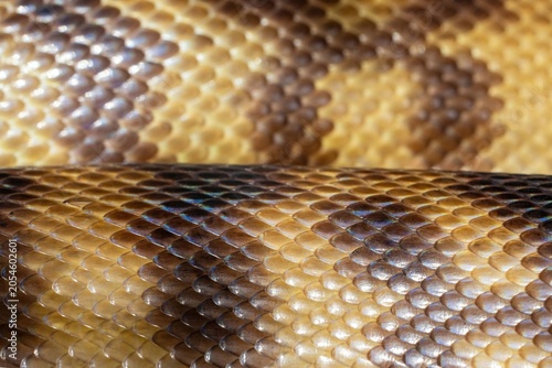 close up of a python