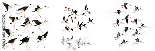Set of Flocks of Black winged stilt bird,The view of Darano by the water on the shore of the sea isolated on a transparent background.