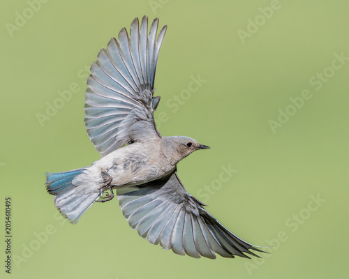 Mountain Bluebird (Sialia currucoides) female in flight, Colorado  
