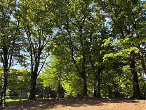 新緑の公園 01