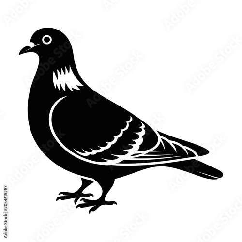 Pigeon standing on white background with black and grey plumage