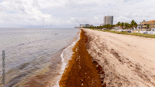 Canvas Print Fort Lauderdale Beach lined with heavy sargassum seaweed keeping tourists away
