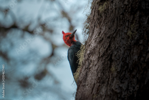 Obraz na płótnie Un pájaro carpintero chileno macho posado sobre un árbol de coihue chileno, mostrando su característica cabeza roja