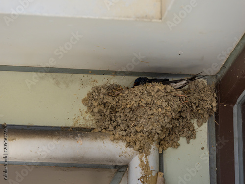 建物の軒先に造られたツバメの巣