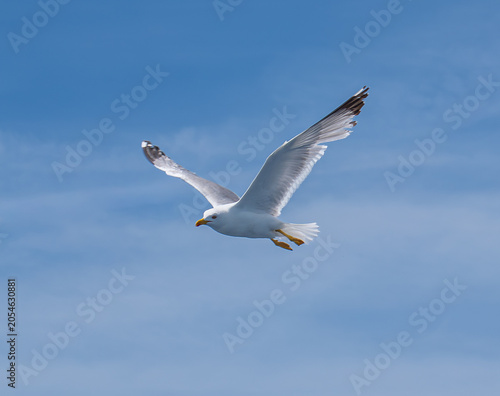 Foto White seagull flying in the blue sky over the sea