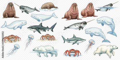 Photography Arctic and Antarctic marine animals set including walrus, narwhal, beluga whale, shark, crab, jellyfish, and polar bear illustrations