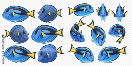 Tableau sur toile Set of blue tang fish illustrations in various poses, showcasing their vibrant colors and unique patterns