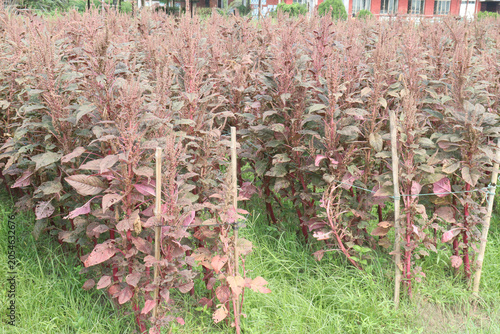 Red amaranth spinach plant on farm