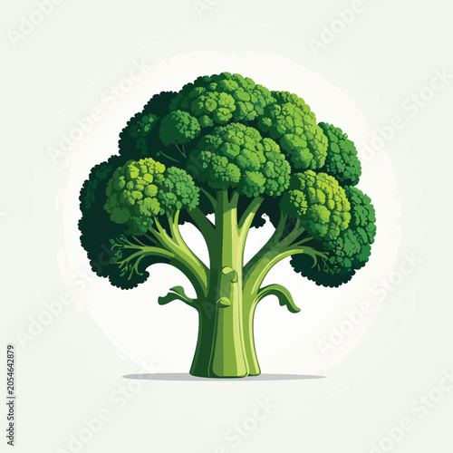 Fresh green broccoli stalk isolated on white background.