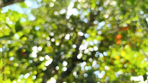 Obraz na plátně Lush green leaves blur softly against bright sunlit sky