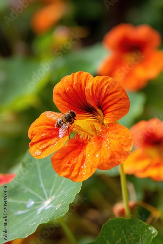 Bee on bright orange nasturtium flower, edible flower garden, colorful salad garnish, permaculture design, cheerful blooms