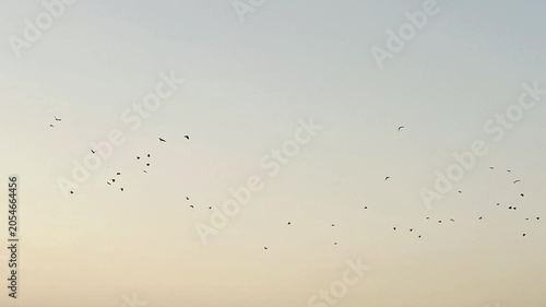 A peaceful scene featuring a flock of birds soaring across a clear evening sky.