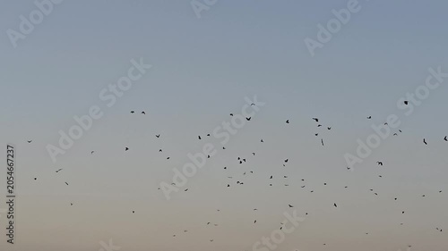 A peaceful scene featuring a flock of birds soaring across a clear evening sky.