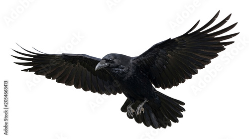 Foto Large black raven bird flying with wings spread wide on transparent background isolated png