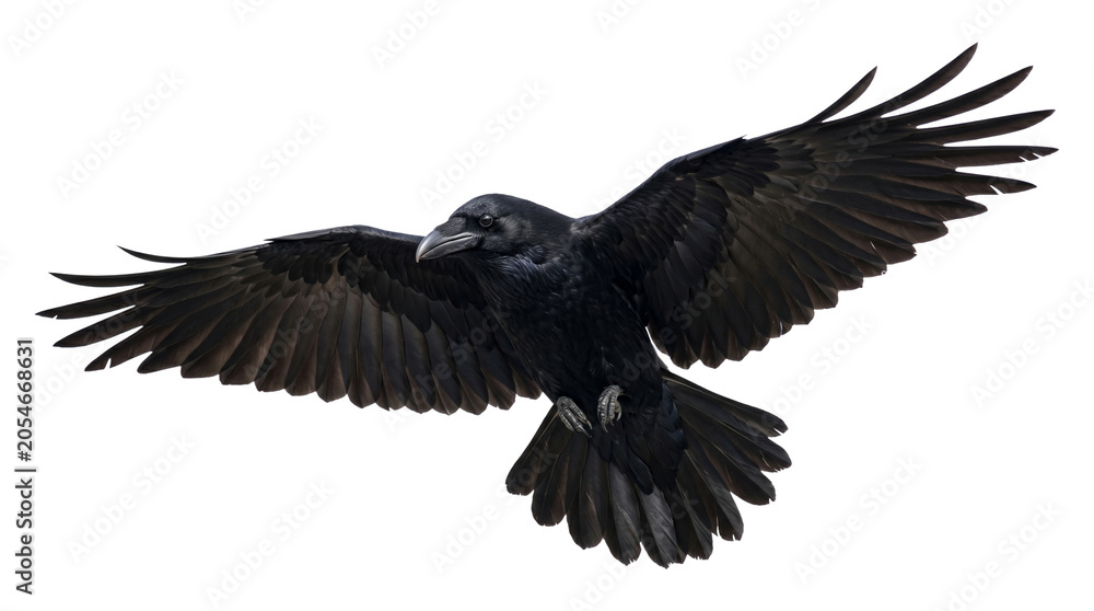 Obraz premium Large black raven bird flying with wings spread wide on transparent background isolated png.