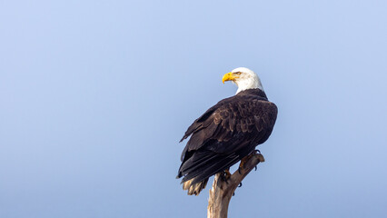 Mature Bald Eagle Perched on Driftwood Branch Looking Over Shoulder, Homer Spit, Alaska