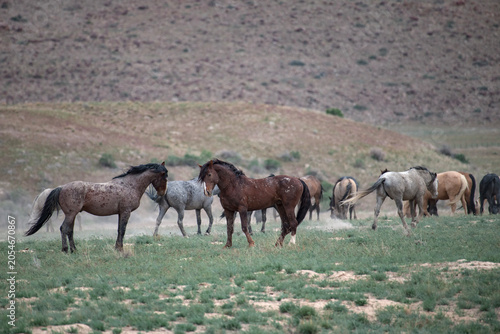фотографія An Onaqui wild horse pairing sizing up a potential courtship mating ritual