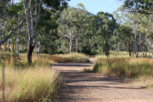 Dirt road winding through tall dry grass and eucalyptus trees in the Australian bushland