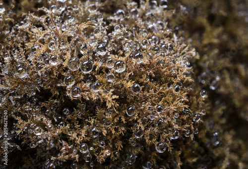 Fotografie A close-up of brown, dried moss covered in numerous clear, spherical water dropl