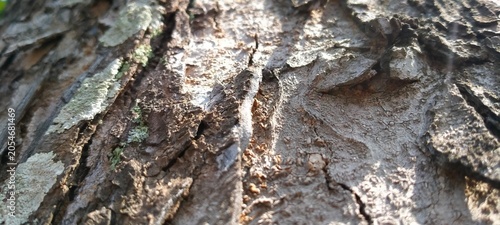 Obraz na plátně Horizontal lines on a dark unpolished rough wood panel surface
