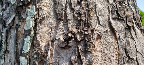Принти на полотні Background texture of aged brown wood with rough uneven surface