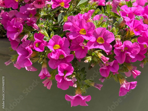Photography Pink Calibrachoa flowers million bells plant alike petunia.