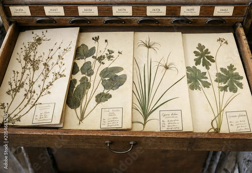 Tableau sur toile Dried botanical herbarium specimens mounted on paper cards stored in a wooden dr