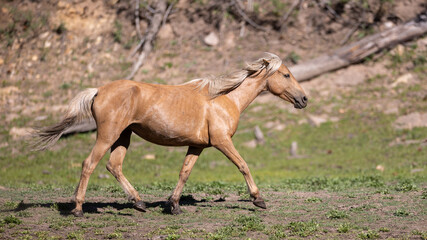 Palomino wild horse mare running near Black Canyon Lake in the Apache Sitgreaves National Forest near Heber Arizona United States
