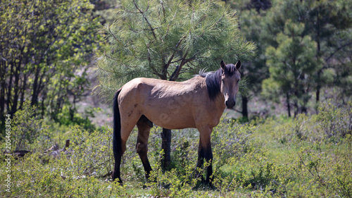 Photography Wild Buckskin Mustang Stallion Walking in Apache-Sitgreaves National Forest, Ari