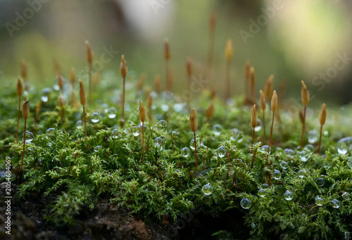 Konstfotografi Lush green moss growing on a forest floor with delicate spore capsules and spark