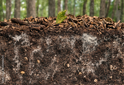 Foto Cross section of forest soil showing layers of decomposing leaves, organic matte
