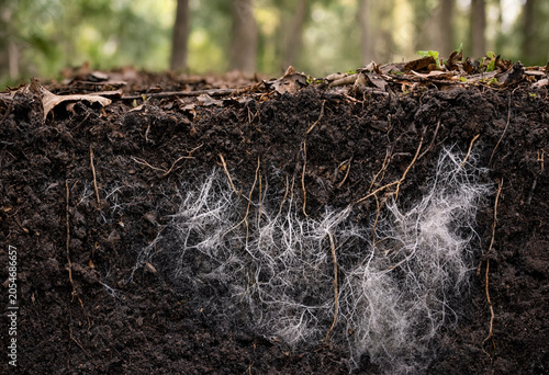 Foto Cross section of dark forest soil showing a dense network of white fungal myceli