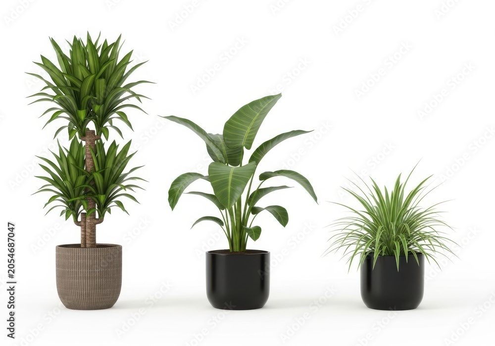 Fototapeta premium Three distinct potted indoor plants showcasing varied foliage styles isolated on white background
