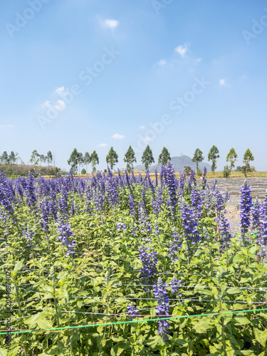 Purple Flower Field Under Clear Blue Sky in Rural Landscape