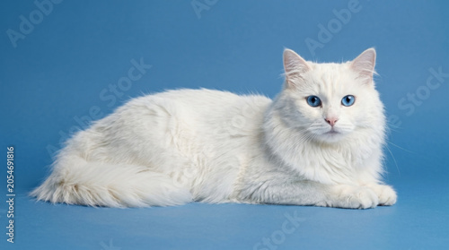 Schilderij op canvas Beautiful white Turkish Angora cat with blue eyes lying down studio shoot
