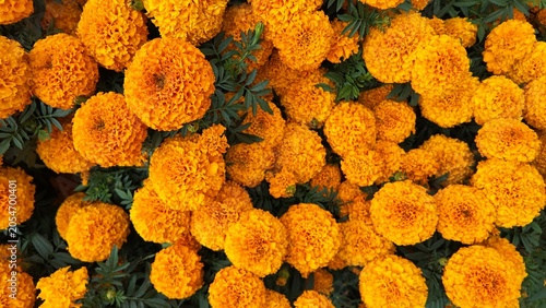 Foto Campo de flores de cempasúchil (Tagetes erecta) en México, símbolo tradicional d