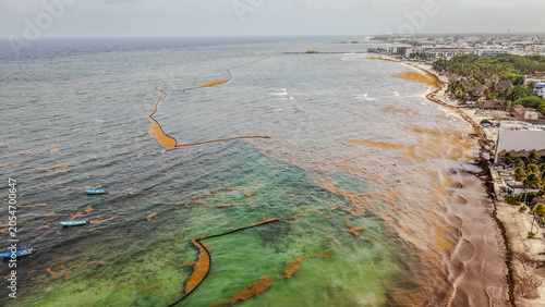 Aerial drone view of sargassum seaweed bloom on Playa del Carmen beach. Environmental problem showing brown sargazo algae accumulation on Mexican Caribbean coast.