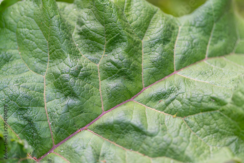 Foto Close-up of textured green leaf with visible veins and surface hairs