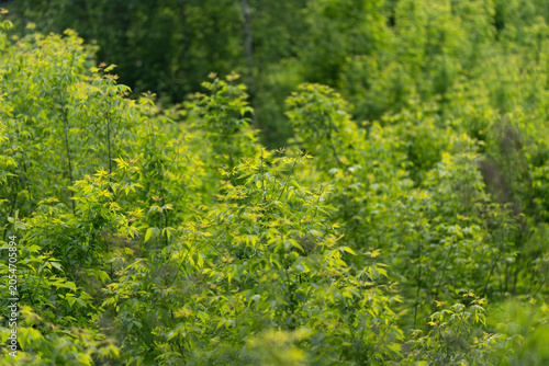 фотографія Dense green shrubland with mixed deciduous foliage under soft daylight