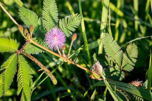 Obraz na plátně Vibrant pink sensitive plant flower or shameplant blooming in morning sunlight
