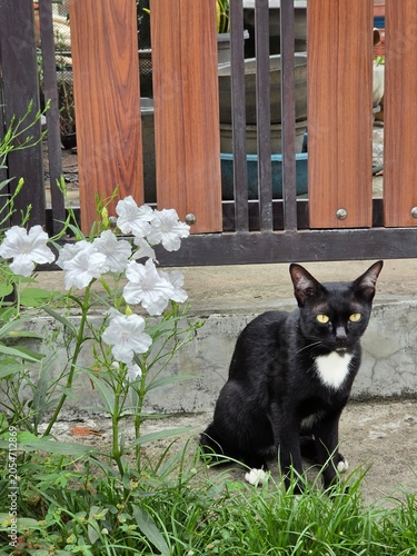 black cat lay on street with flower. cat beside walking path