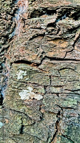 close-up photo of tree bark as background