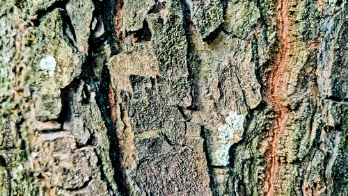 close-up photo of tree bark as background