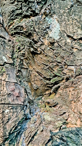 close-up photo of tree bark as background